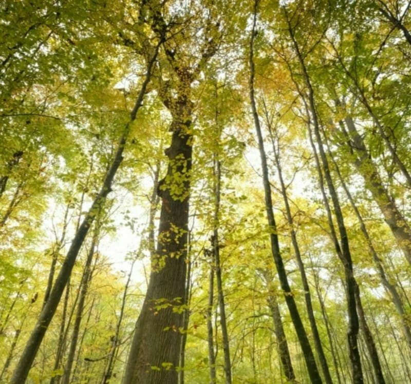 Balade en forêt de Haye et par la Mine du Val de Fer - Méréville