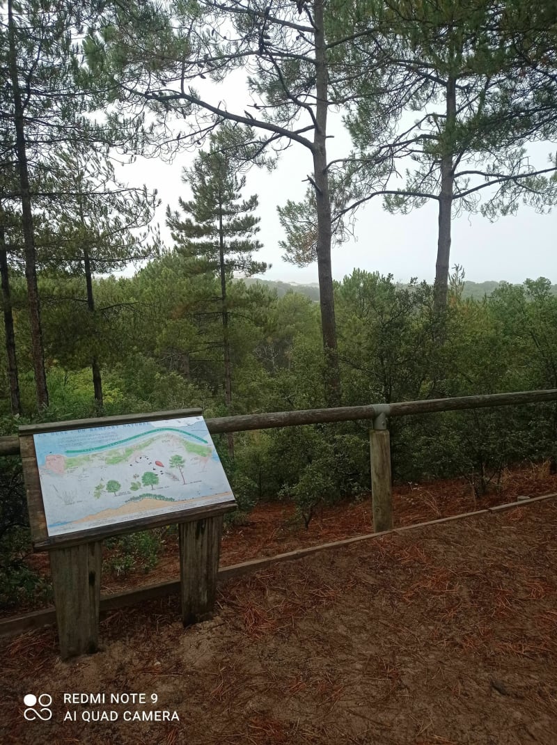 VTT dans la forêt de Saint-Jean-de-Monts entre Davière et la Motte - Saint-Jean-de-Monts