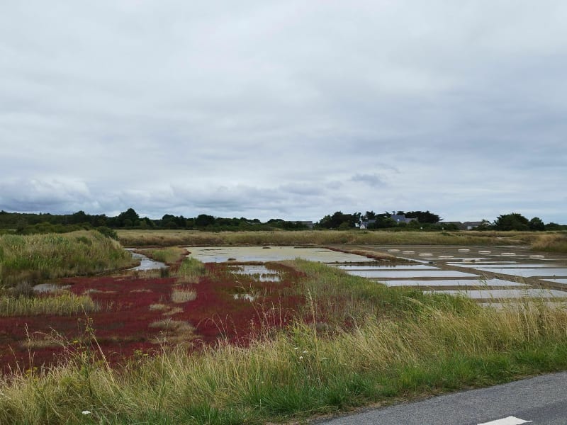 Découverte de la presqu'île Guérandaise - Piriac-sur-Mer