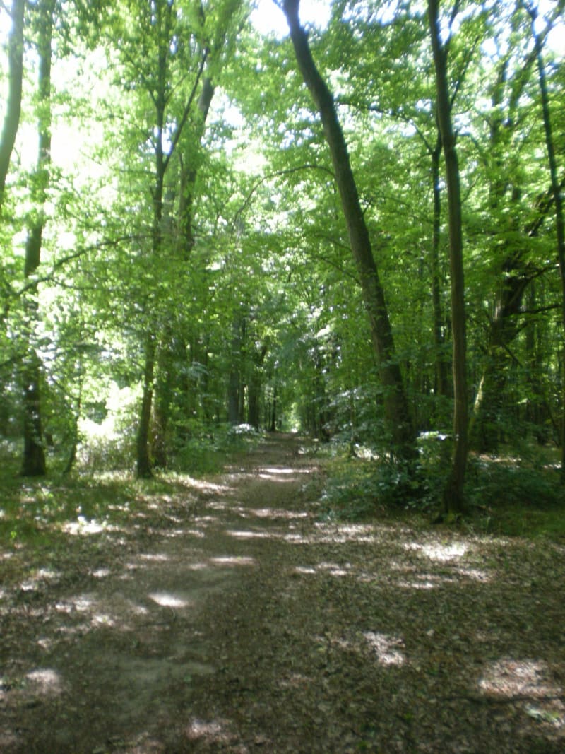 Balade dans la forêt de la Neuville-en-Hez - La Neuville-en-Hez