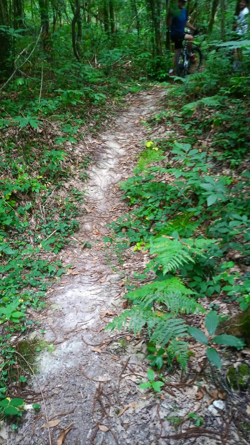 Vtt sportif dans les bois de Cherac - Chérac