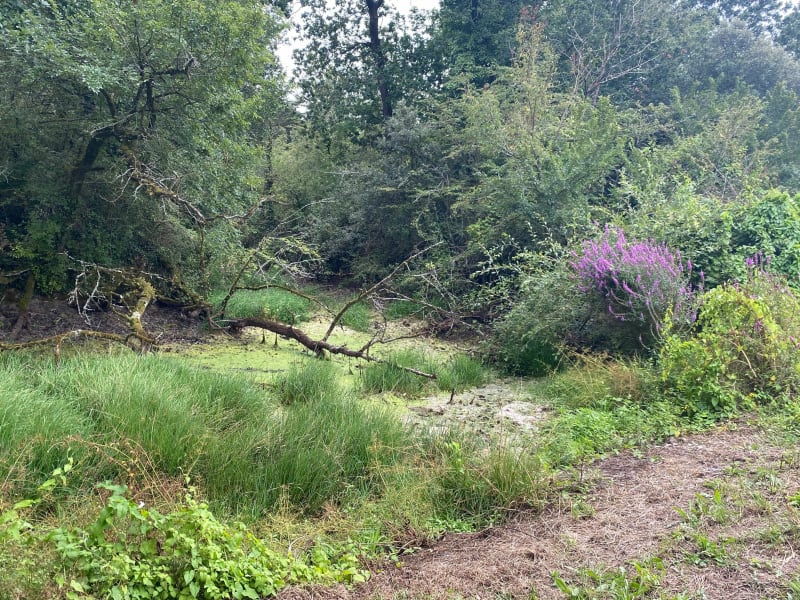 Autour du marais Girard, entre Brem et Bretignolles - Bretignolles-sur-Mer