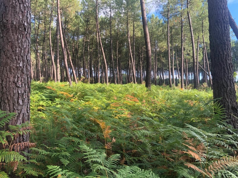 Boucle en pleine forêt à Gastes - Gastes