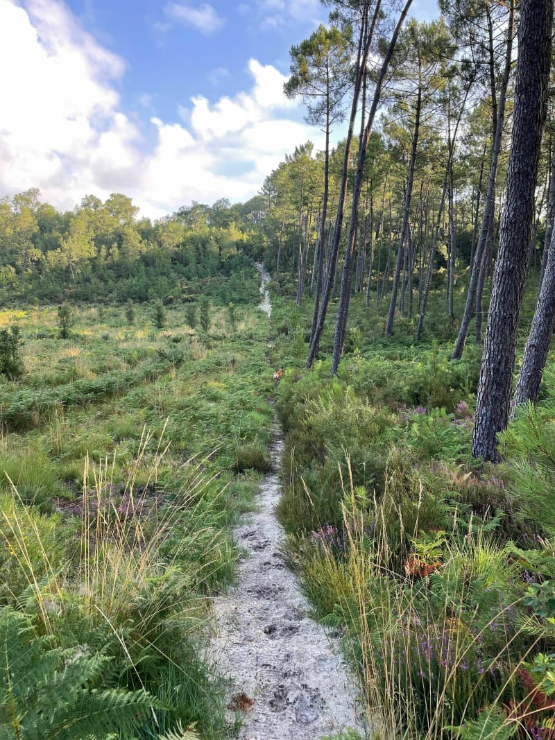 Apaisement forêt de Seignosse - Seignosse