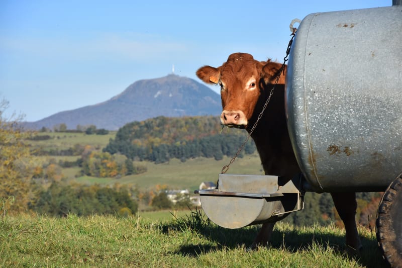 Balade entre volcans et prairies au pied du Puy de Dôme - Saint-Gènes-Champanelle