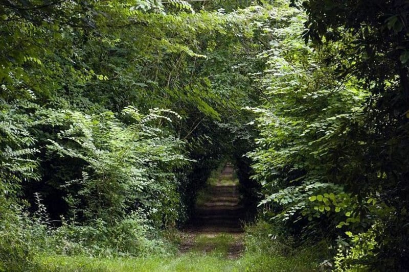 Larchamp (53) - Taillis de Pouillé - Larchamp