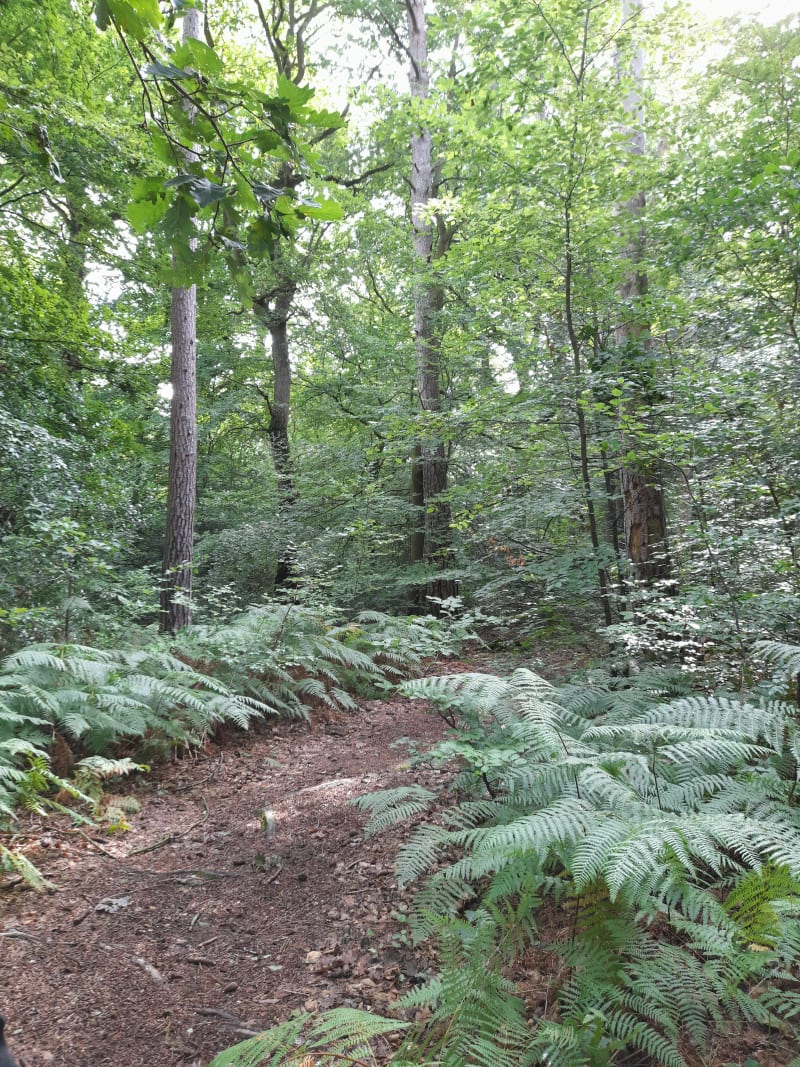 Balade en forêt d'Incarville - Val-de-Reuil