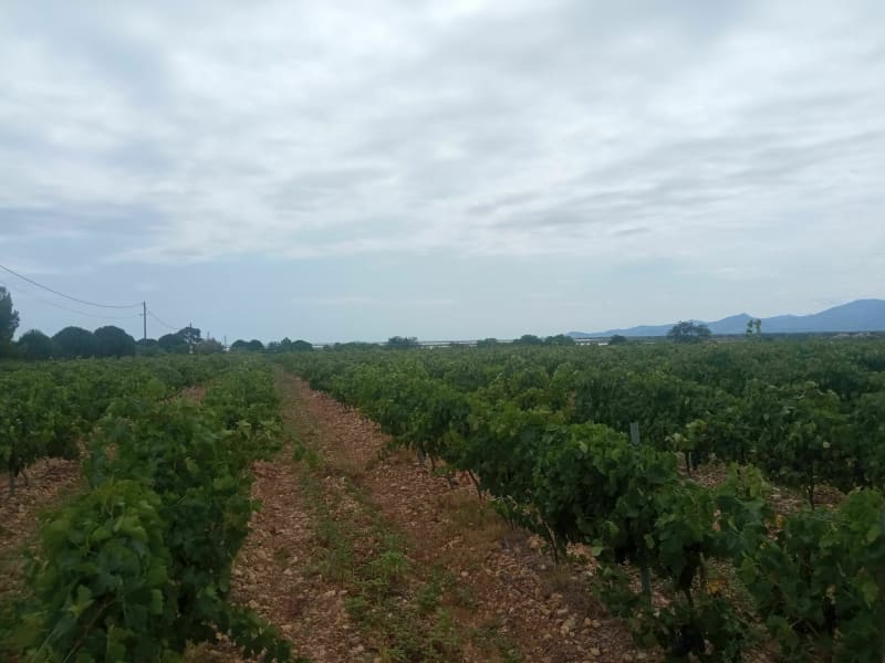 Sur la route des vins, par Saleilles et Cabestany à VTT - Canet-en-Roussillon