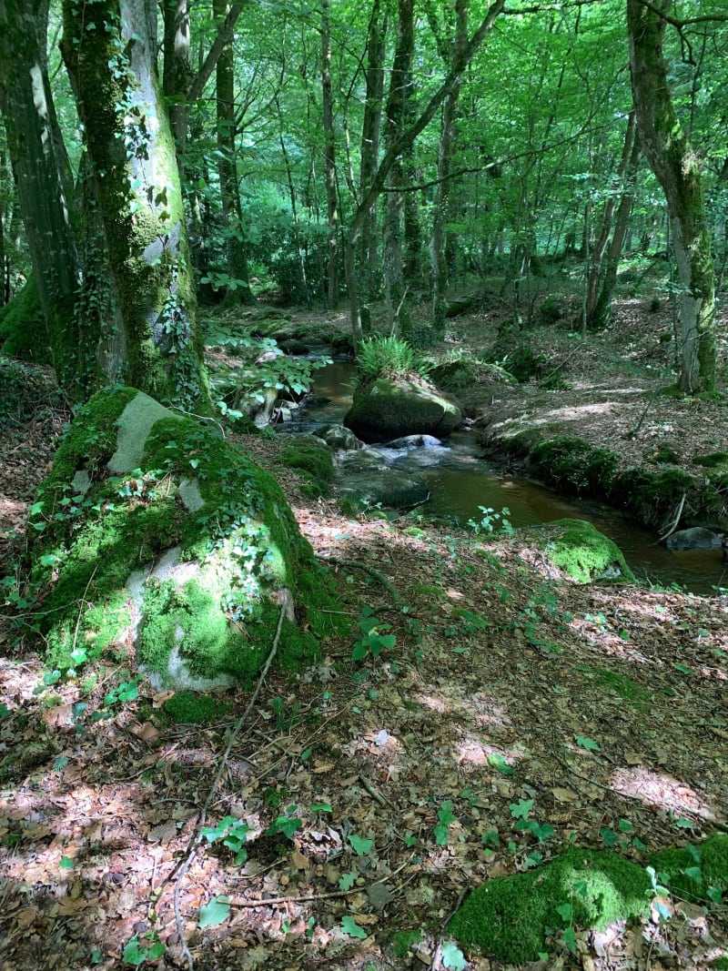 Balade nature à Saint-Jacut-du-Mené - Le Mené