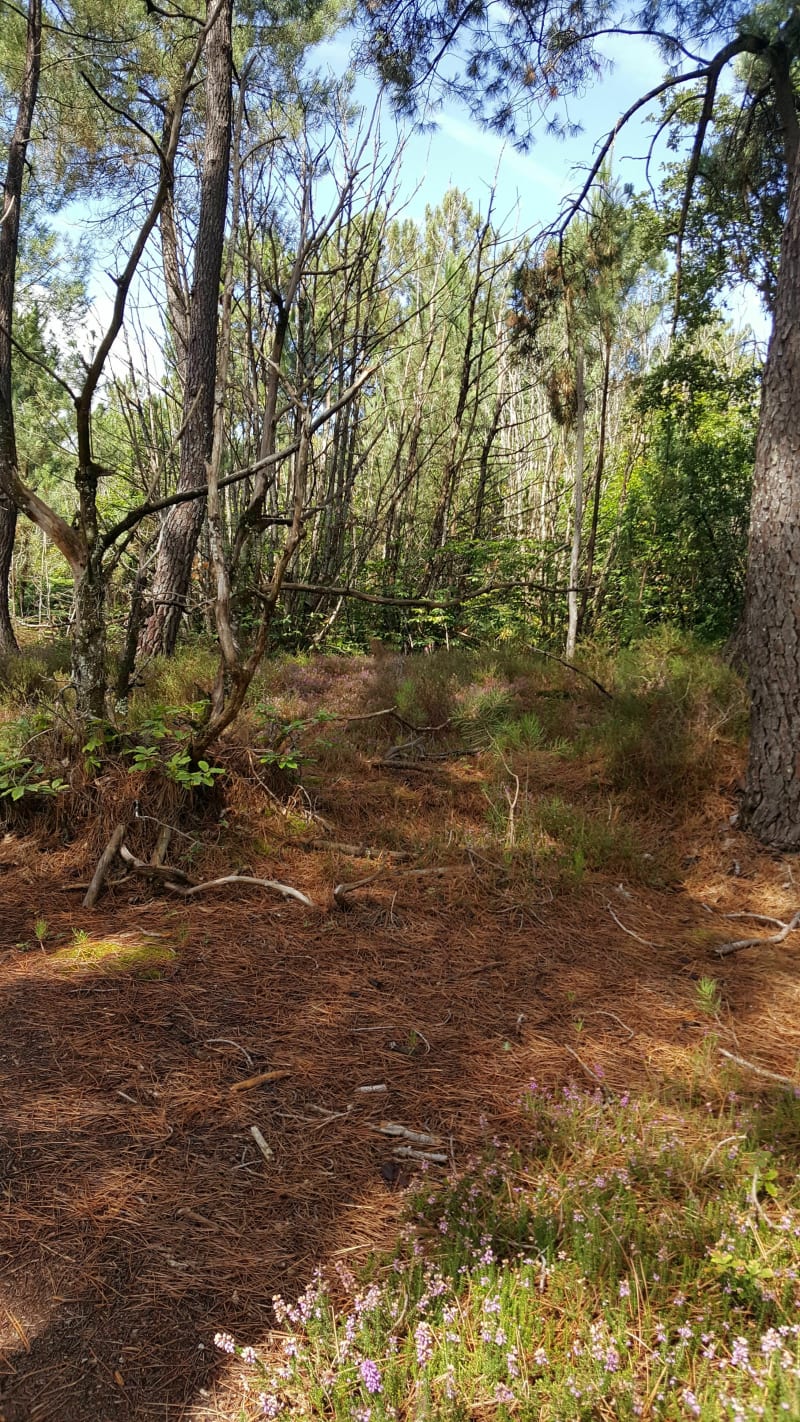 Balade en forêt et étang de la Rode - Urval