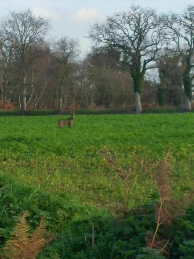 Campagne des Côtes d'Armor depuis Trédarzec - Trédarzec