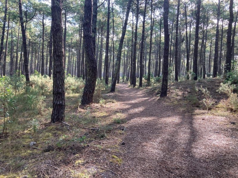 Promenons nous dans les bois autour de Biscarosse - Biscarrosse