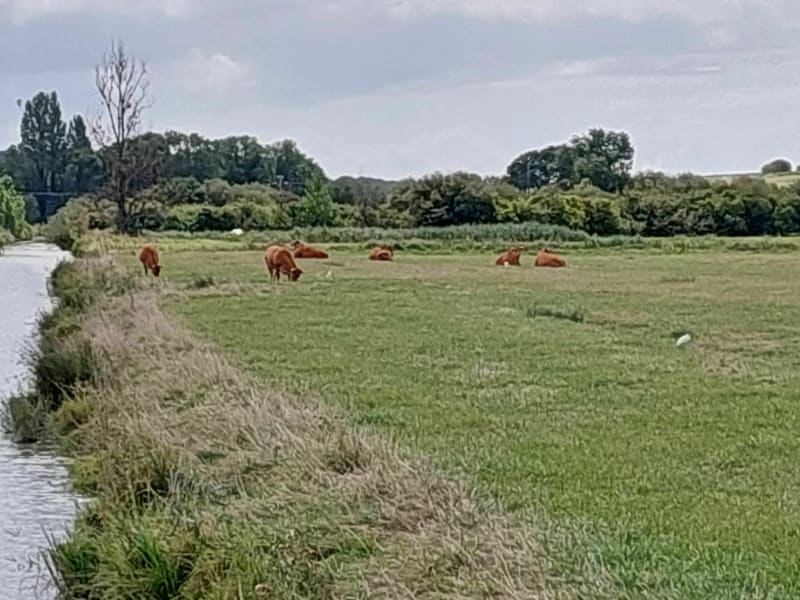 Entre forêt d'Ansoine et marais autour de Saint-Augustin-sur-Mer - Saint-Augustin