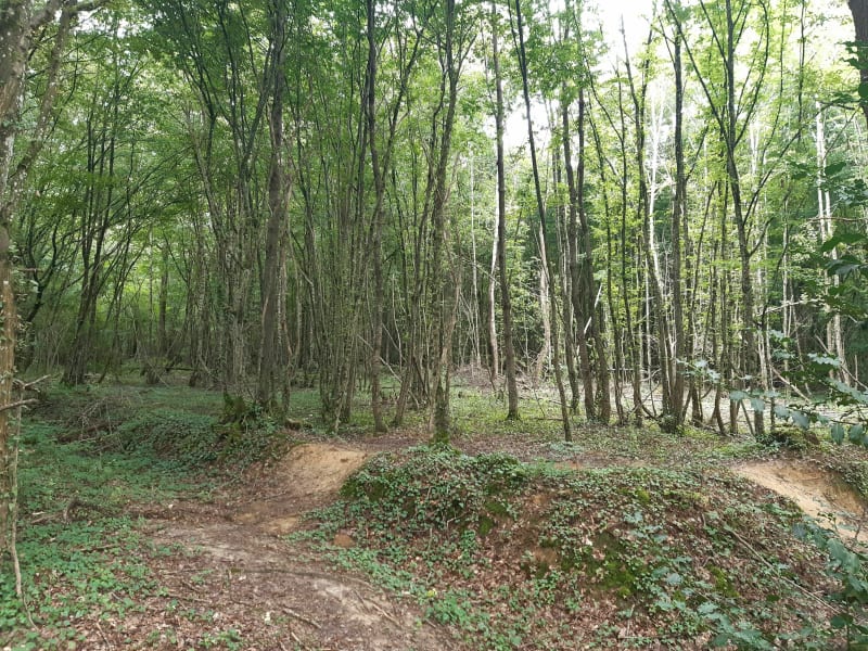 Balade familiale forêt de la Teffi - Polliat