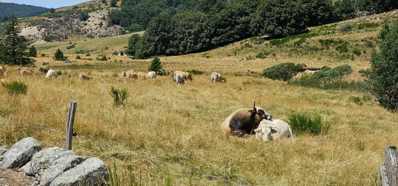 Wandel in de Vallei van Geluk - Saint-Sauveur-Camprieu