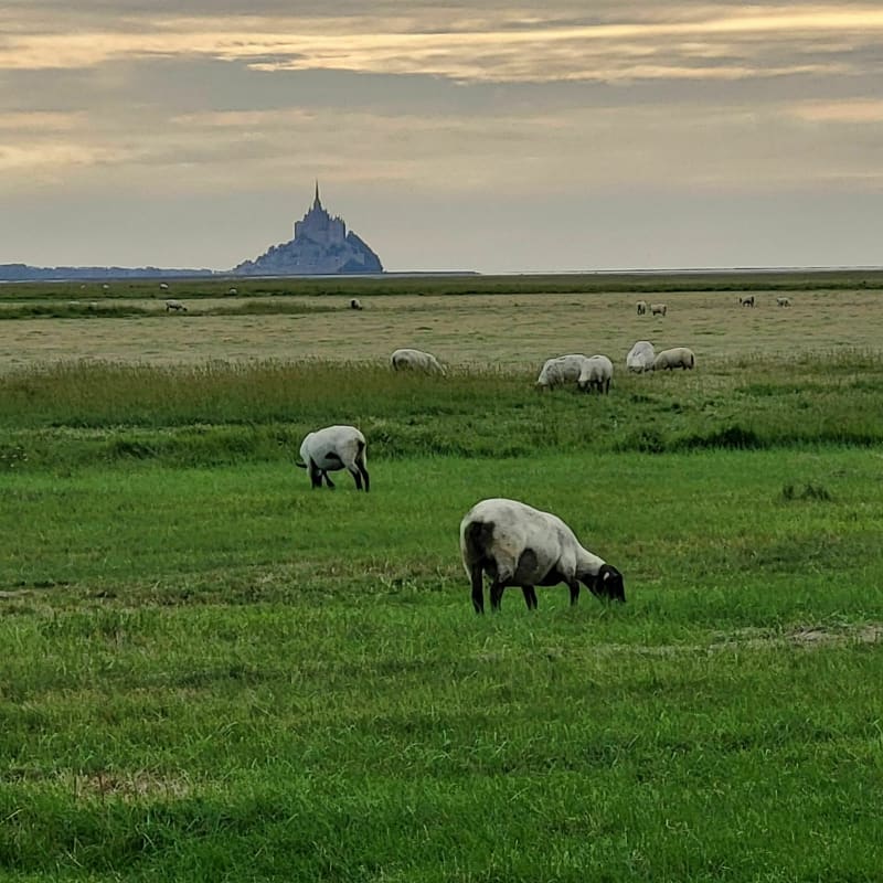 Mouton de Prés Salés et vu sur le Mont-Saint-Michel - Le Val-Saint-Père