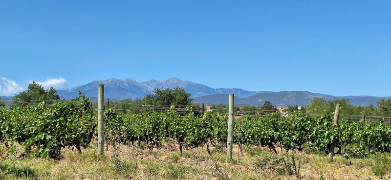 Les vignobles de Fourques - Fourques