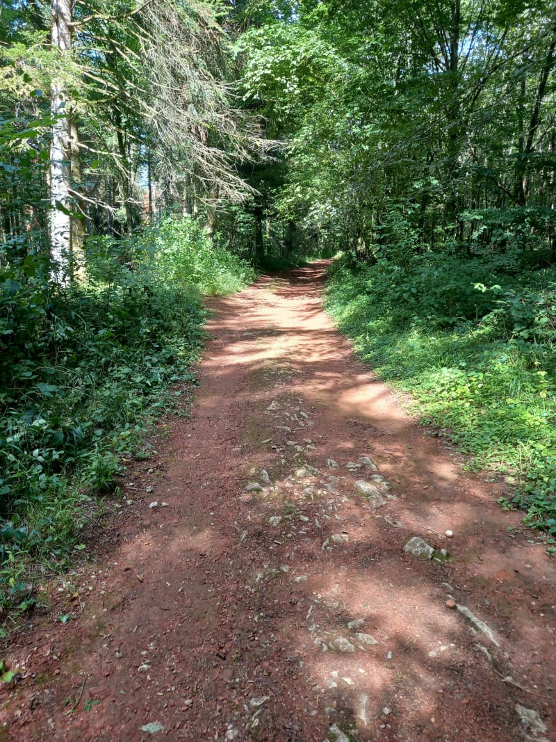 Balade dans la forêt des Tilleroyes - Besançon