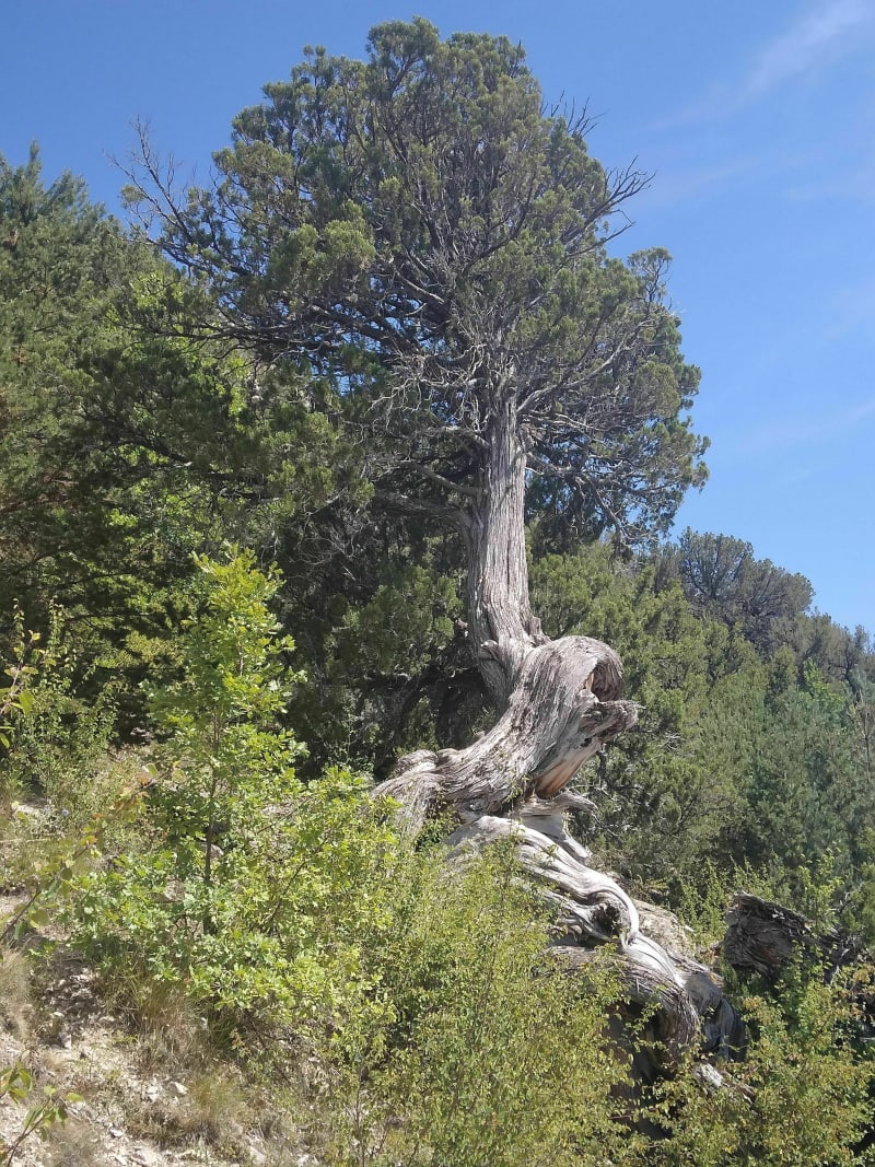 Sentier des genévriers thurifères à Saint-Crepin - Saint-Crepin