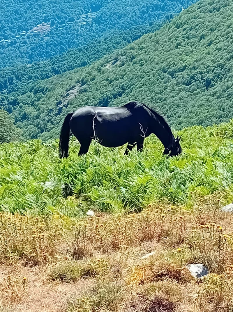 Monte Muffraje et Forêt de San Pietro d'Accia - Piedipartino
