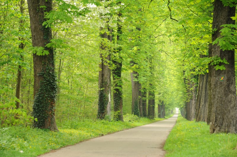 La marche du dimanche en forêt de Malmaison - La Celle-Saint-Cloud
