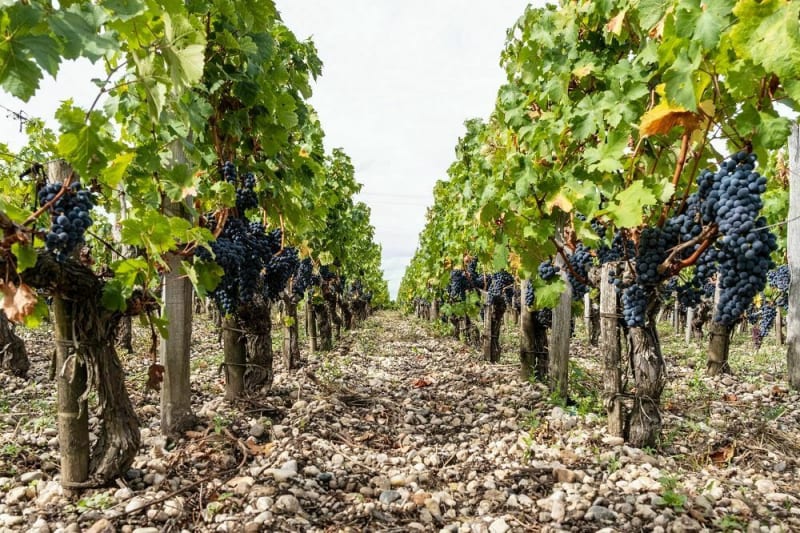 Sud Médoc Gravel - Eysines
