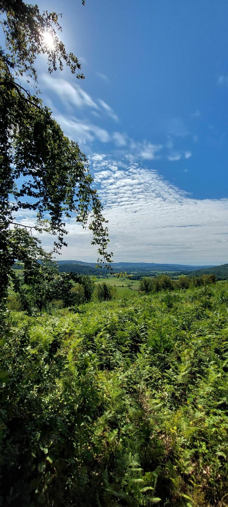 Gigny-sur-Suran vers le château d'Andelot - Gigny