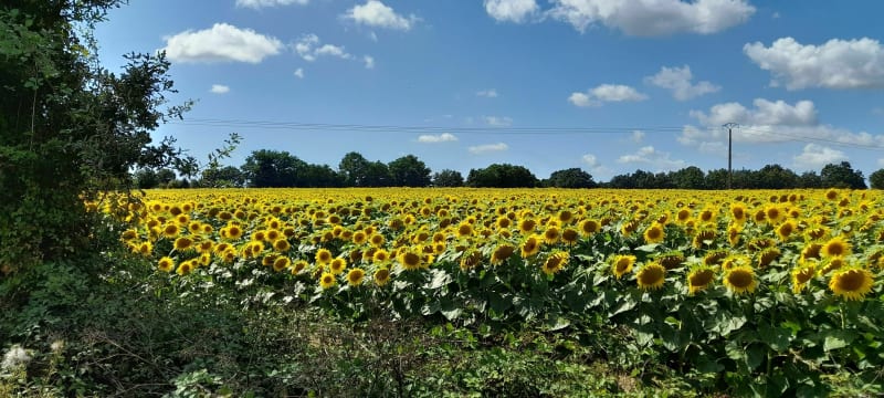 Le sentier des ronces - La Roche-sur-Yon