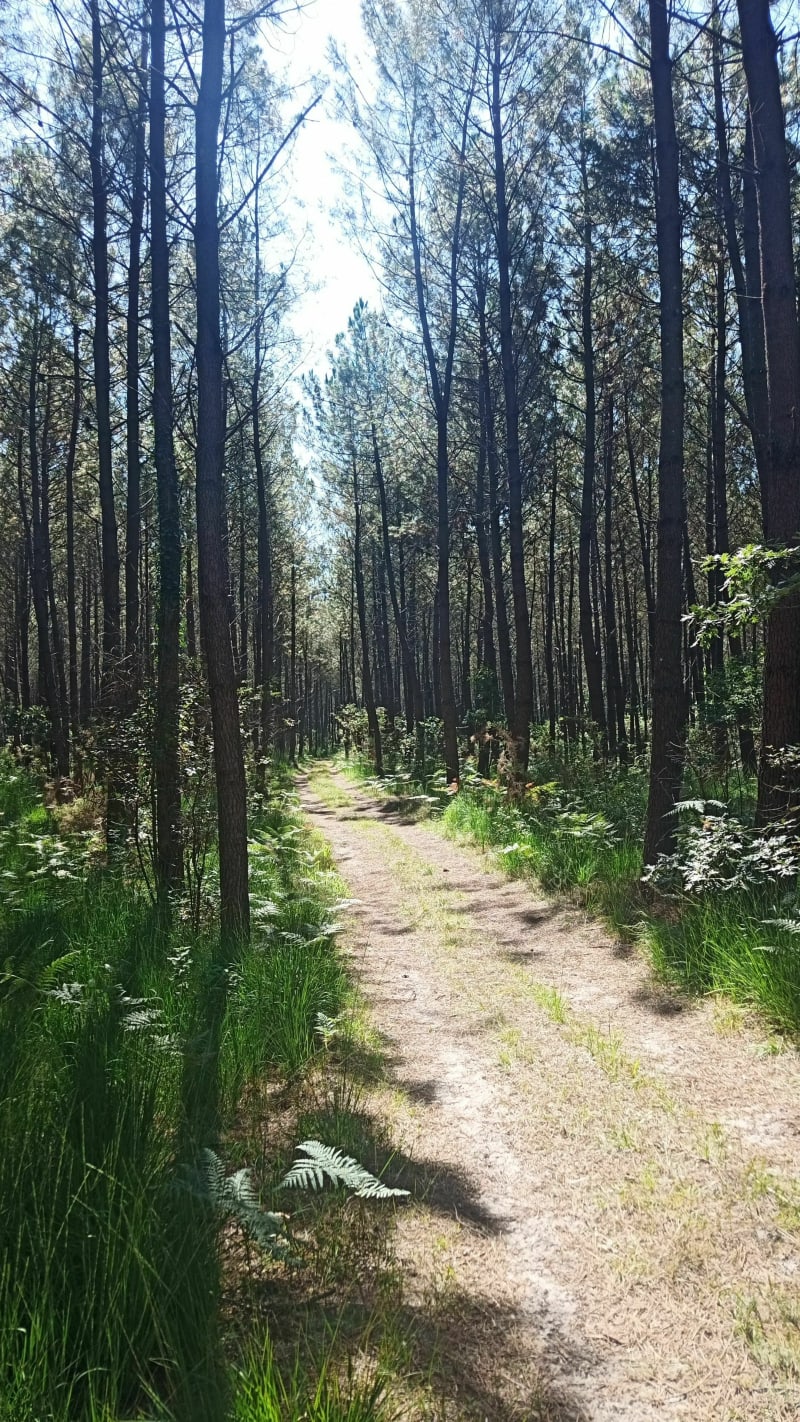 Parcours à pieds dans les landes - Saint-Paul-lès-Dax