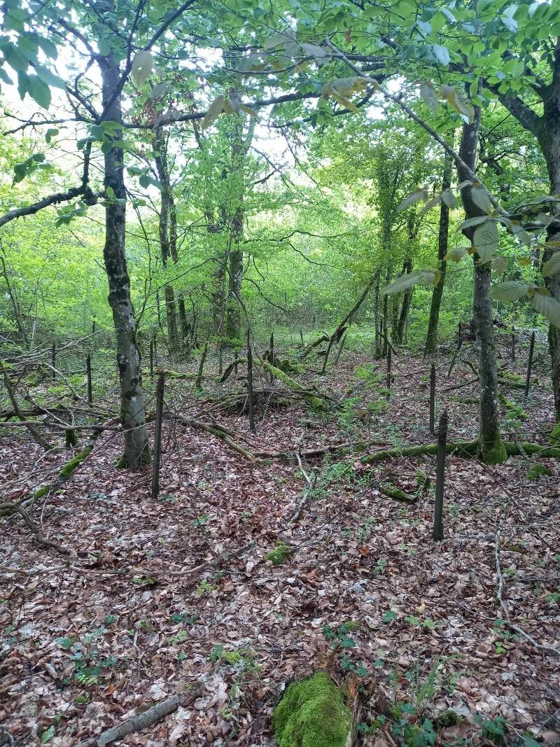 Entre Gravelotte et Jussy - Rozérieulles