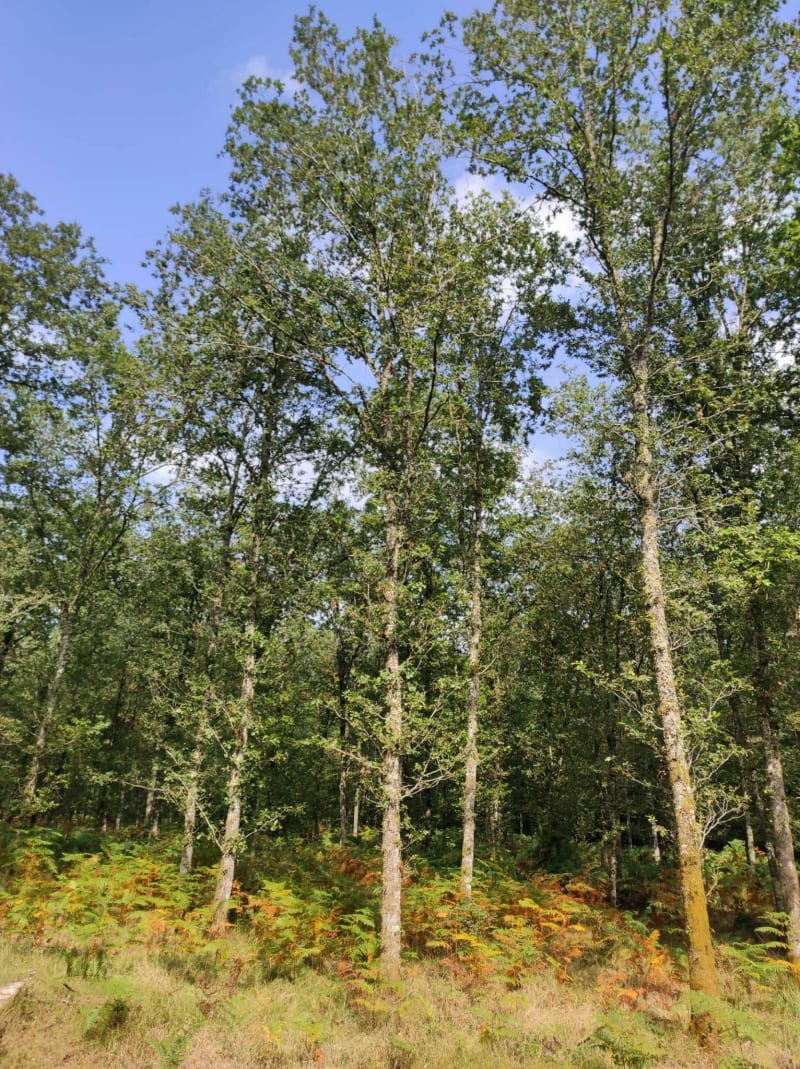 Balade dans la forêt de Chaux au frais, depuis les Baraques du 14 - La Vieille-Loye