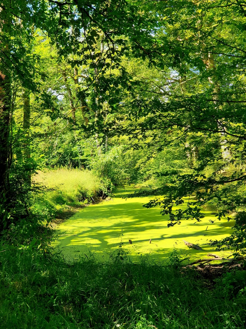 Boucle de Tournan à Neufmoutiers par la forêt de Ferrières - Tournan-en-Brie
