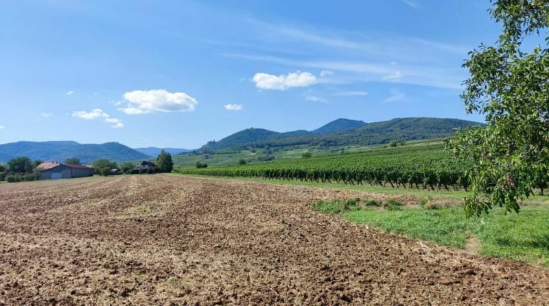 Balade dans les vignes, entre Ribeauvillé et Bergheim - Ribeauvillé