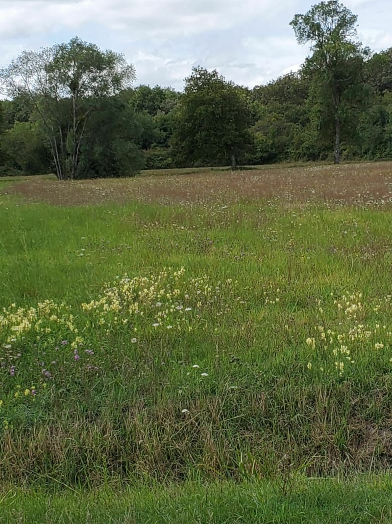 Petite balade autour d'Ambillou - Ambillou
