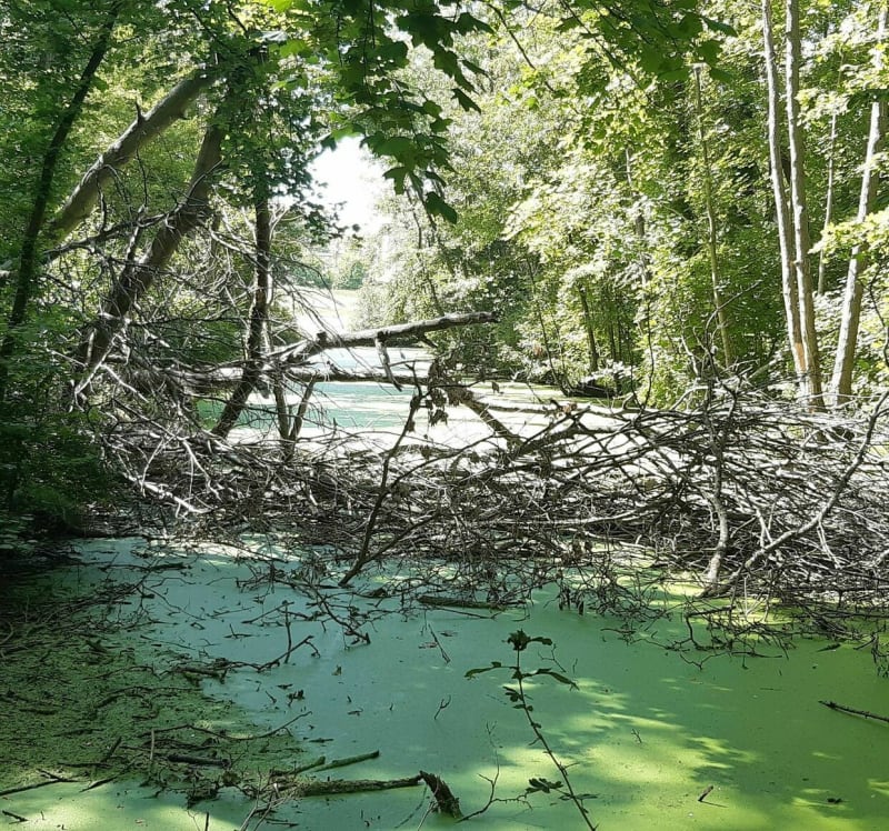 Villemoisson - Saint-Germain les Arpajon. Ballade nature - Sainte-Geneviève-des-Bois