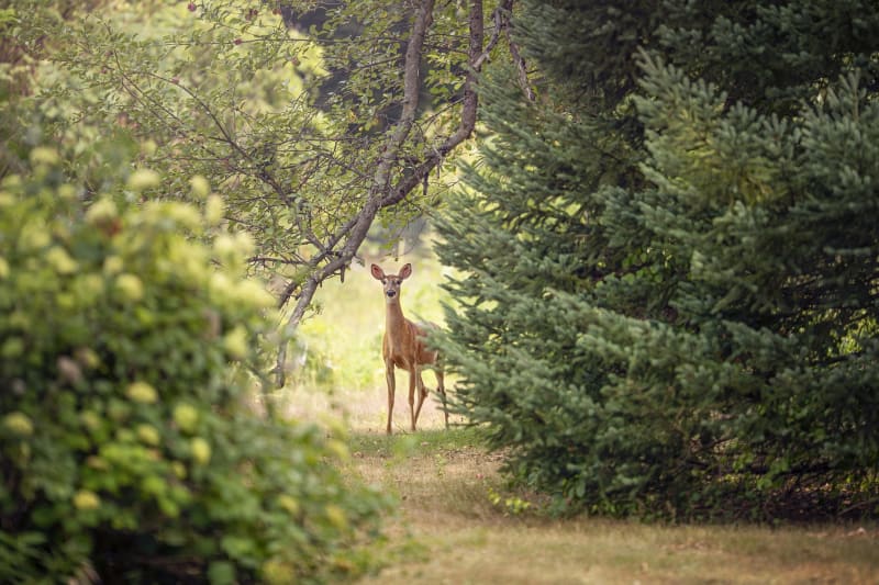 Grande Ceinture Bois de Verrières - Châtenay-Malabry