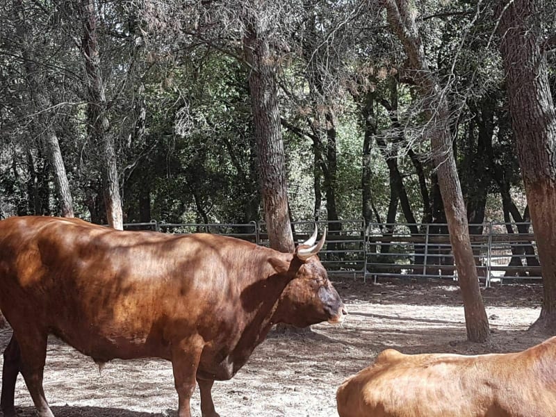 Balade autour de la ferme éducative - Simiane-Collongue