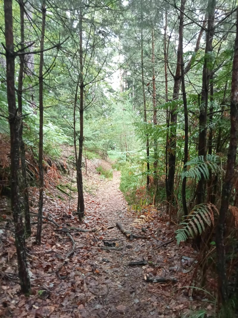 Épinal - Forêts domaniales - Épinal