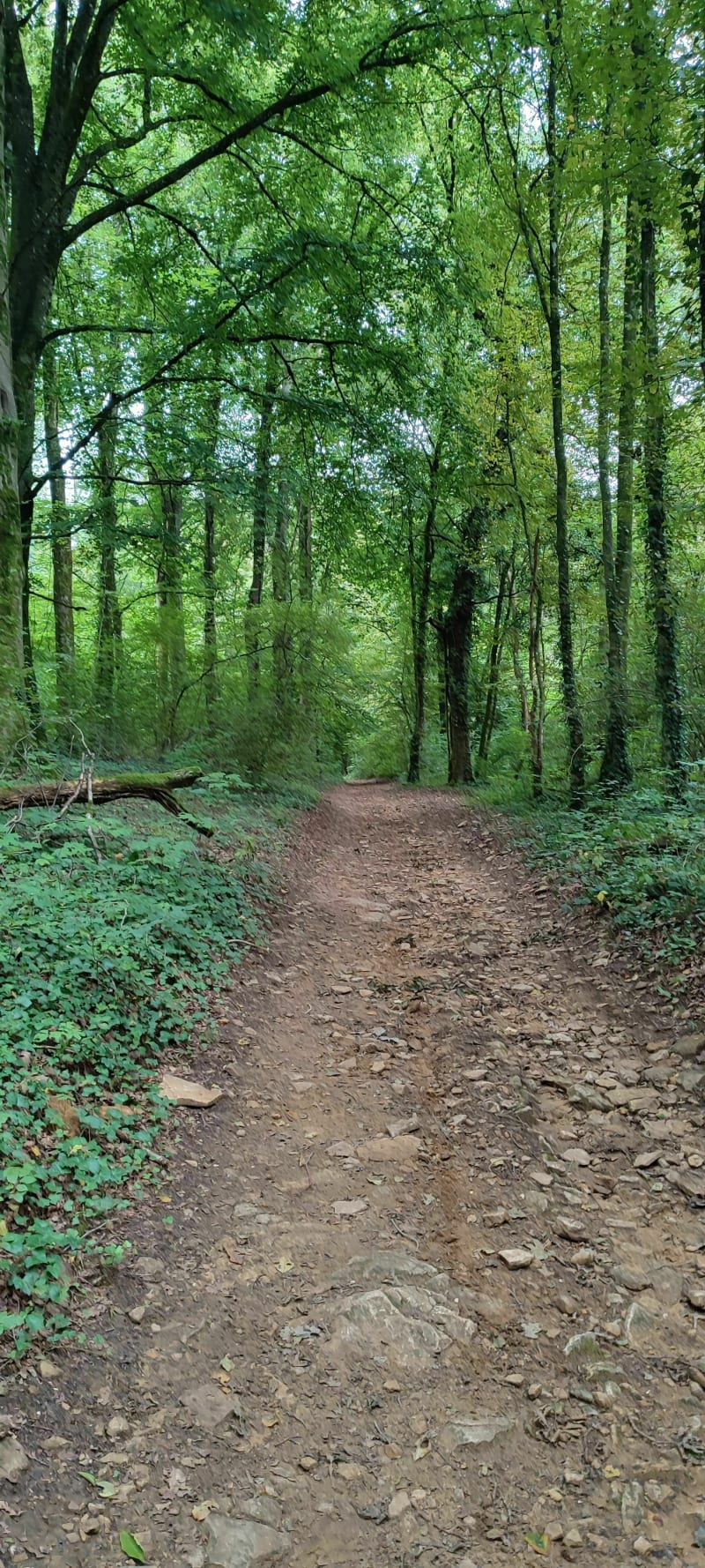 Petit parcours forêt enchantée des Nutons - Sedan