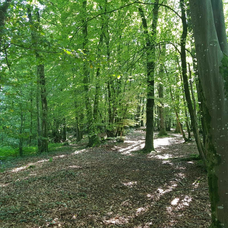 Bonne balade dans La Bruyère de Saint-Vigor-des-Monts - Gouvets