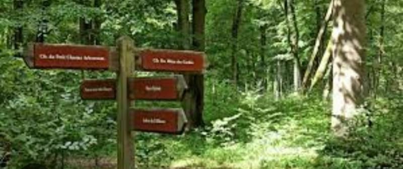 Sortie en forêt de Canteleu - Maromme