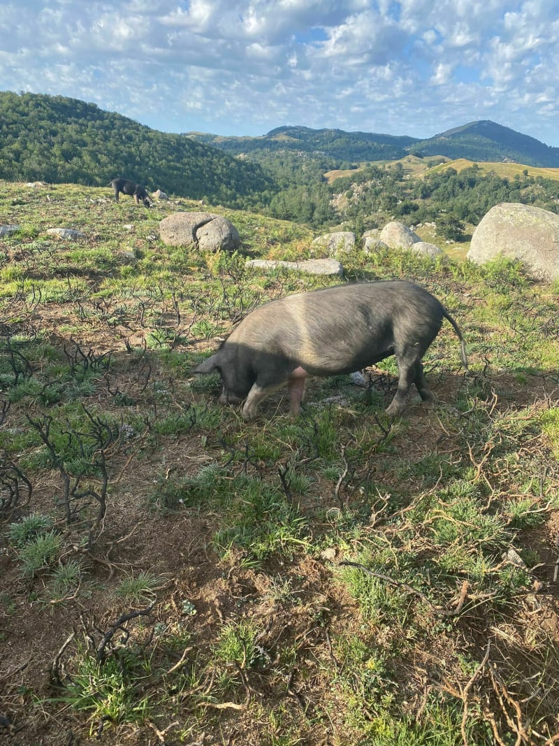 Balade vers St-Guilhem par le Roc de la Candelle - Montpeyroux