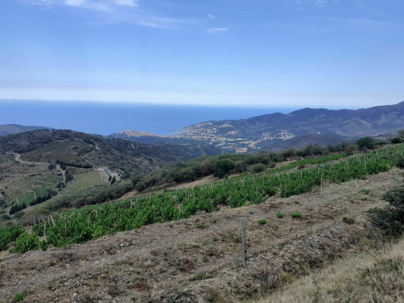 Côté Vermeille depuis Saint Cyprien - Saint-Cyprien