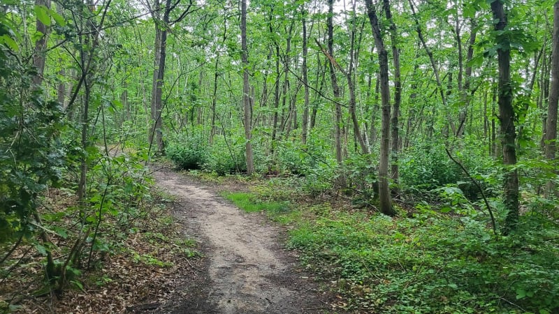 Promenons nous dans les sous-bois depuis les Gâtines - Verrières-le-Buisson