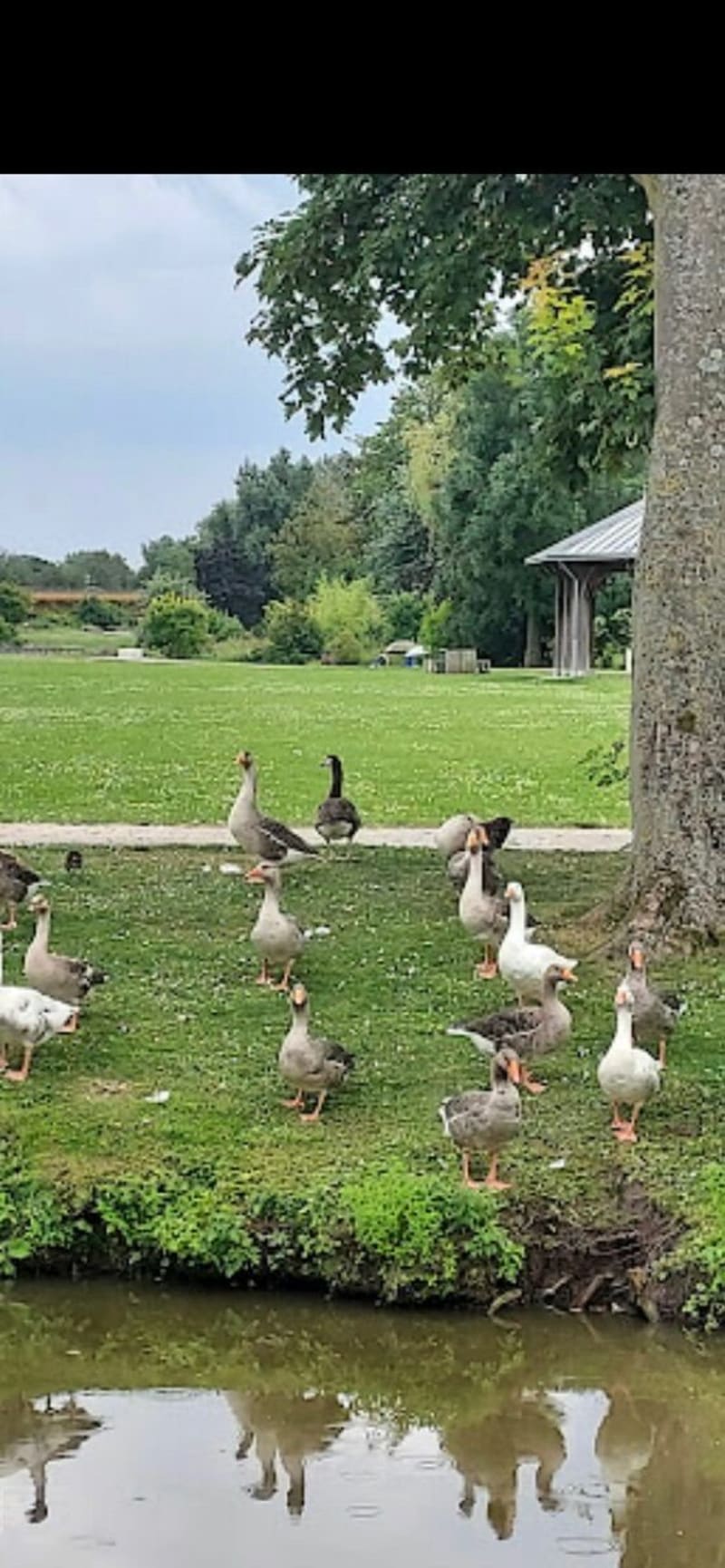 Campagne de Wambrechies - Wambrechies