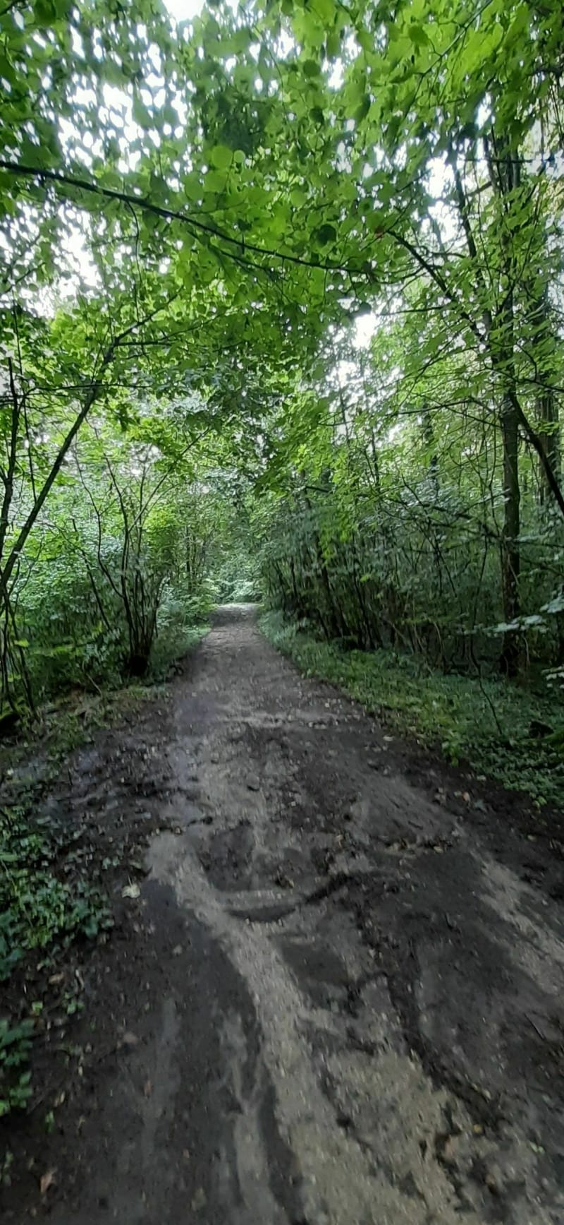 Entre bords de Meurthe et bois de Faulx - Custines