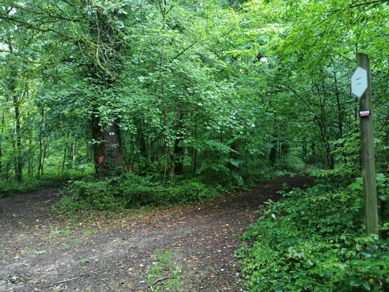 Balade dans les bois d'Halanzy - Mont-Saint-Martin