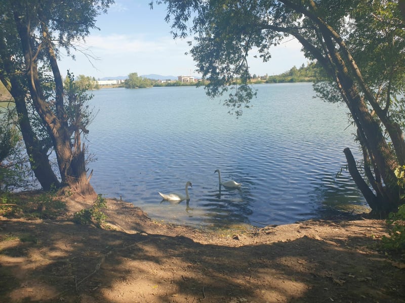 Petite balade autour de la Thur et Thurwald - Ensisheim