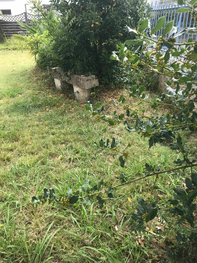 Balade dans les bois à Labrit - Labrit