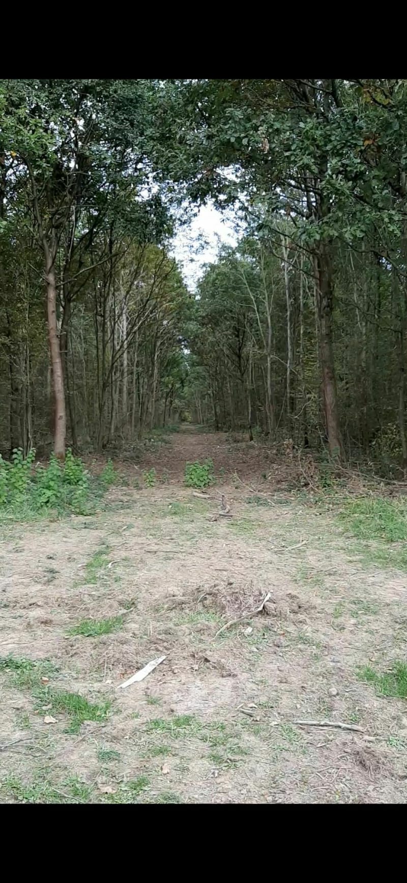 Petite balade facile dans la forêt de Nieppe - Morbecque